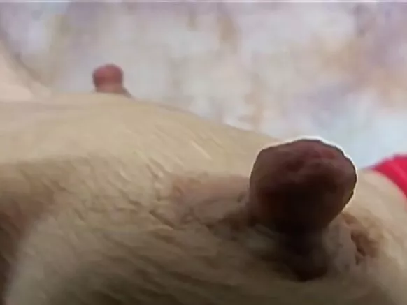 Harma xixiqqoo saggy, harma gurguddaa saggy bilchaatu 4.